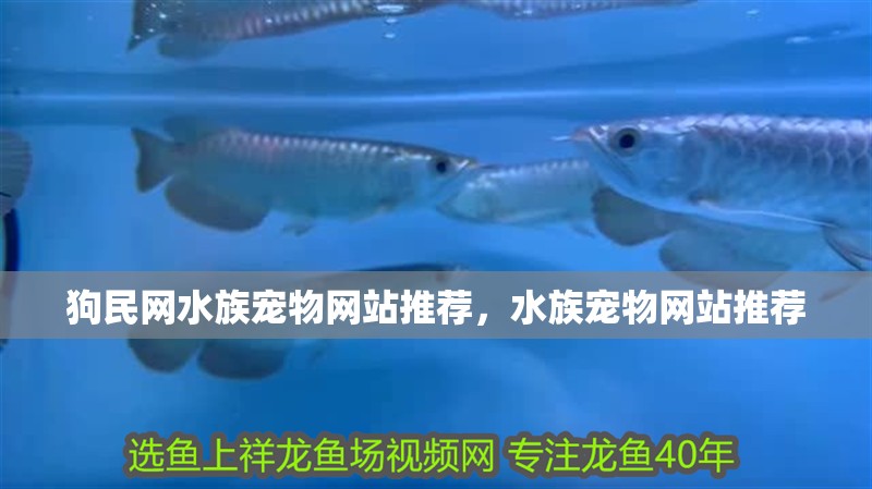 狗民網水族寵物網站推薦，水族寵物網站推薦