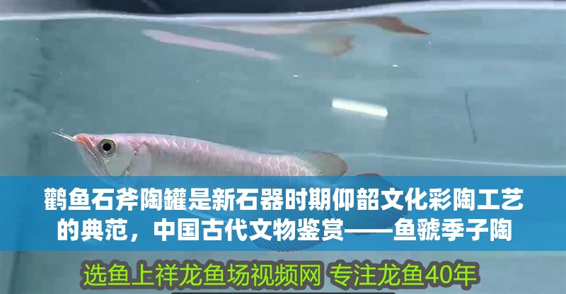 鸛魚石斧陶罐是新石器時期仰韶文化彩陶工藝的典范，中國古代文物鑒賞——魚虢季子陶 鸛魚石斧陶罐是新石器時期仰韶文化彩陶工藝的典范，中國古代文物鑒賞——魚虢季子陶 觀賞魚百科 第2張