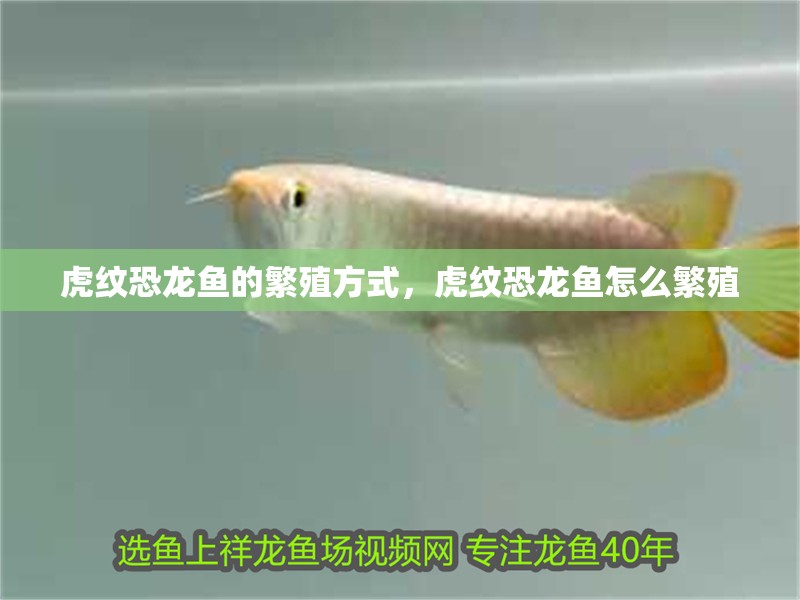 虎紋恐龍魚的繁殖方式，虎紋恐龍魚怎么繁殖