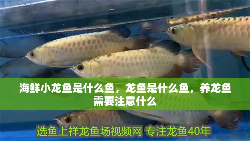 海鮮小龍魚是什么魚，龍魚是什么魚，養龍魚需要注意什么