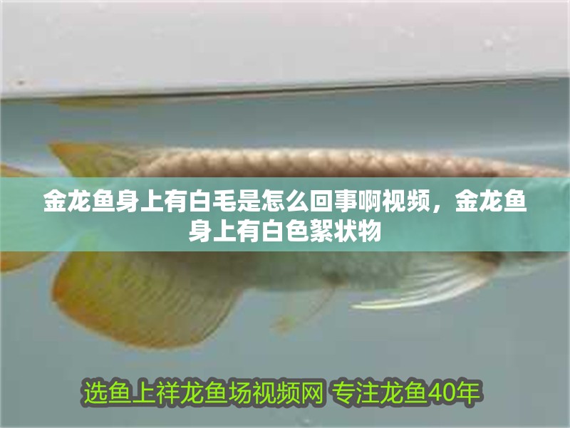 金龍魚身上有白毛是怎么回事啊視頻，金龍魚身上有白色絮狀物