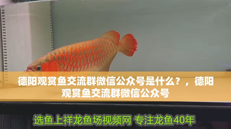 德陽觀賞魚交流群微信公眾號是什么？，德陽觀賞魚交流群微信公眾號 德陽觀賞魚交流群微信公眾號是什么？，德陽觀賞魚交流群微信公眾號 觀賞魚百科 第2張