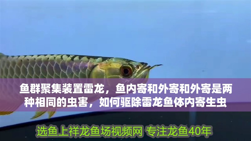 魚群聚集裝置雷龍，魚內(nèi)寄和外寄和外寄是兩種相同的蟲害，如何驅(qū)除雷龍魚體內(nèi)寄生蟲
