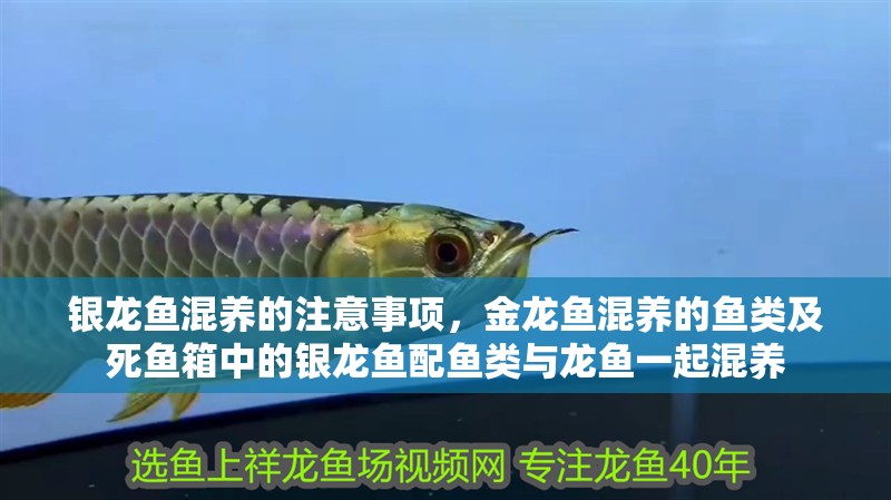 銀龍魚混養的注意事項，金龍魚混養的魚類及死魚箱中的銀龍魚配魚類與龍魚一起混養 銀龍魚混養的注意事項，金龍魚混養的魚類及死魚箱中的銀龍魚配魚類與龍魚一起混養 觀賞魚百科 第1張