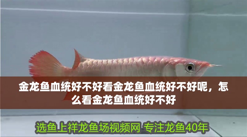 金龍魚血統好不好看金龍魚血統好不好呢，怎么看金龍魚血統好不好
