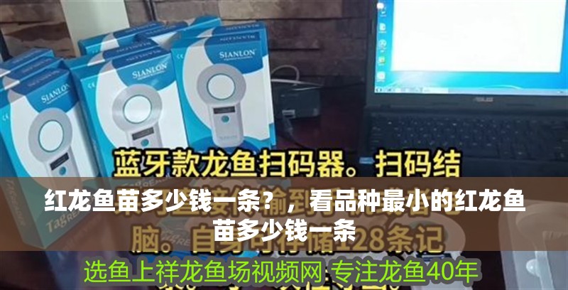 紅龍魚苗多少錢一條？，看品種最小的紅龍魚苗多少錢一條
