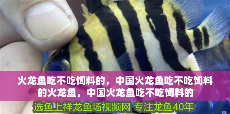 火龍魚吃不吃飼料的，中國火龍魚吃不吃飼料的火龍魚，中國火龍魚吃不吃飼料的