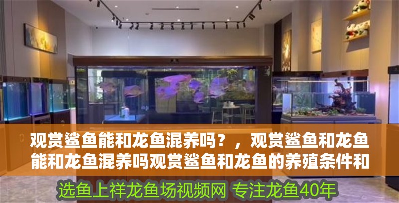 觀賞鯊魚能和龍魚混養嗎？，觀賞鯊魚和龍魚能和龍魚混養嗎觀賞鯊魚和龍魚的養殖條件和性格特點 觀賞鯊魚能和龍魚混養嗎？，觀賞鯊魚和龍魚能和龍魚混養嗎觀賞鯊魚和龍魚的養殖條件和性格特點 觀賞魚百科 第2張