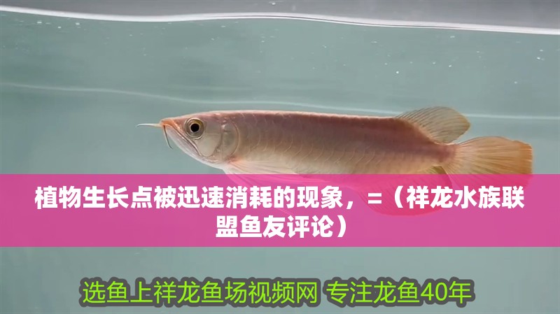 植物生長點被迅速消耗的現象，=（祥龍水族聯盟魚友評論）