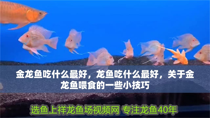 金龍魚吃什么最好，龍魚吃什么最好，關于金龍魚喂食的一些小技巧