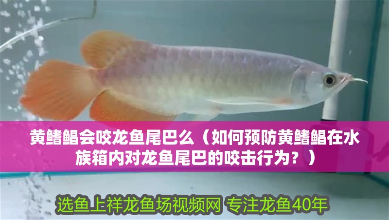 黃鰭鯧會(huì)咬龍魚尾巴么（如何預(yù)防黃鰭鯧在水族箱內(nèi)對(duì)龍魚尾巴的咬擊行為？）