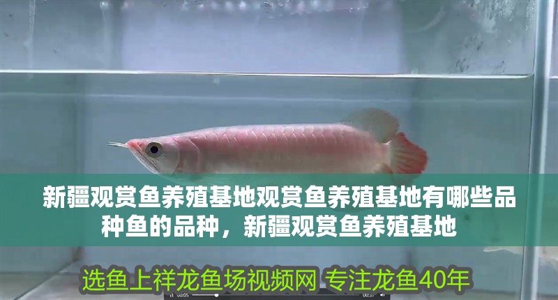 新疆觀賞魚養(yǎng)殖基地觀賞魚養(yǎng)殖基地有哪些品種魚的品種，新疆觀賞魚養(yǎng)殖基地 新疆觀賞魚養(yǎng)殖基地觀賞魚養(yǎng)殖基地有哪些品種魚的品種，新疆觀賞魚養(yǎng)殖基地 觀賞魚百科