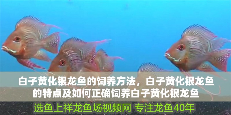 白子黃化銀龍魚的飼養方法，白子黃化銀龍魚的特點及如何正確飼養白子黃化銀龍魚