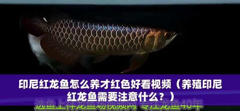 印尼紅龍魚怎么養才紅色好看視頻（養殖印尼紅龍魚需要注意什么？）