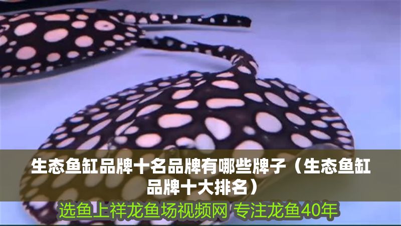 生態魚缸品牌十名品牌有哪些牌子（生態魚缸品牌十大排名）