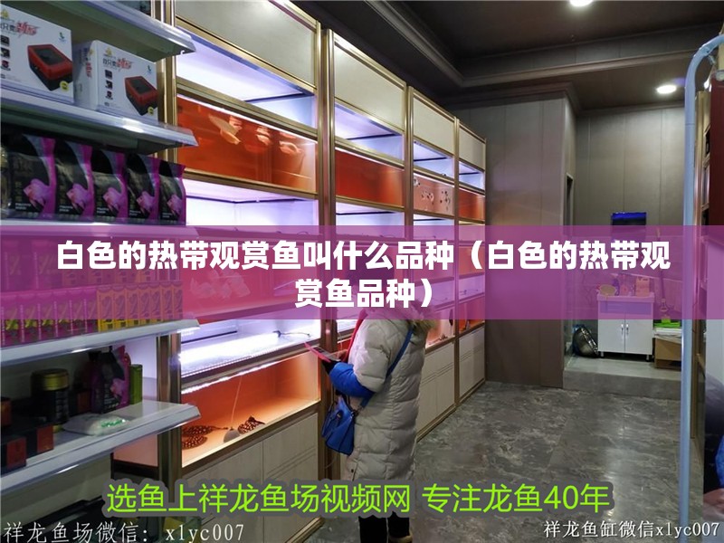 白色的熱帶觀賞魚叫什么品種（白色的熱帶觀賞魚品種）