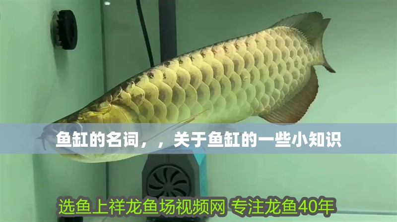 魚缸的名詞，，關(guān)于魚缸的一些小知識(shí)
