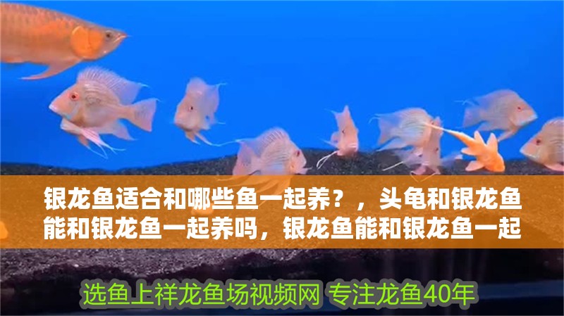 銀龍魚適合和哪些魚一起養？，頭龜和銀龍魚能和銀龍魚一起養嗎，銀龍魚能和銀龍魚一起養嗎