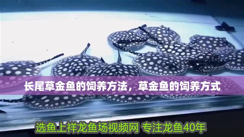 長尾草金魚的飼養方法，草金魚的飼養方式