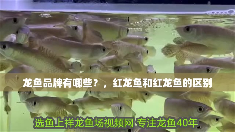 龍魚品牌有哪些？，紅龍魚和紅龍魚的區別