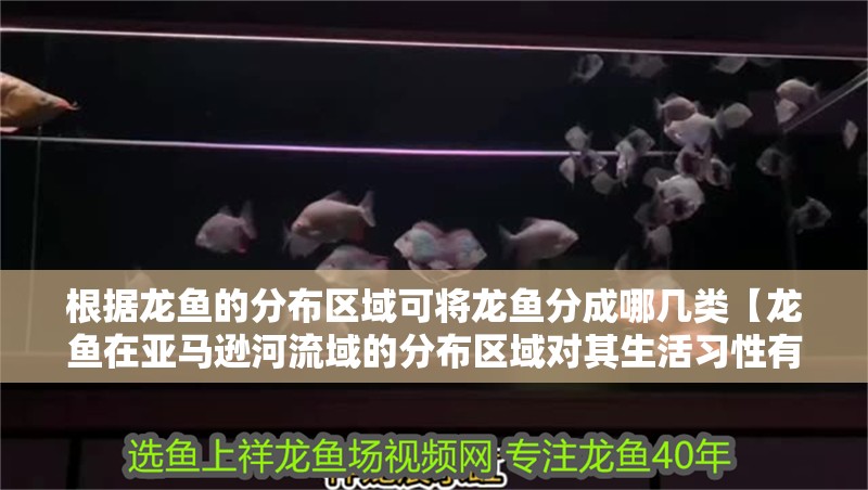 根據龍魚的分布區域可將龍魚分成哪幾類【龍魚在亞馬遜河流域的分布區域對其生活習性有何影響】