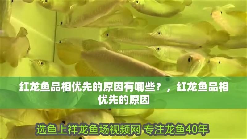 紅龍魚品相優先的原因有哪些？，紅龍魚品相優先的原因 紅龍魚品相優先的原因有哪些？，紅龍魚品相優先的原因 觀賞魚百科