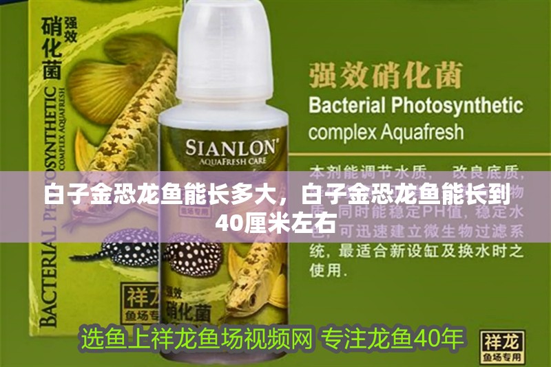 白子金恐龍魚能長多大，白子金恐龍魚能長到40厘米左右