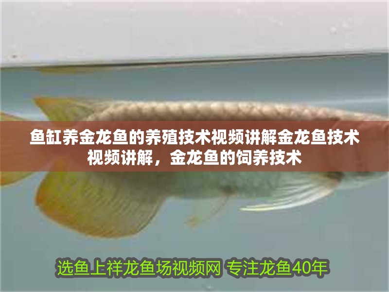魚缸養(yǎng)金龍魚的養(yǎng)殖技術視頻講解金龍魚技術視頻講解，金龍魚的飼養(yǎng)技術