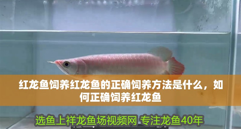 紅龍魚飼養(yǎng)紅龍魚的正確飼養(yǎng)方法是什么，如何正確飼養(yǎng)紅龍魚
