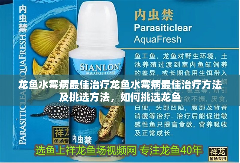龍魚水霉病最佳治療龍魚水霉病最佳治療方法及挑選方法，如何挑選龍魚
