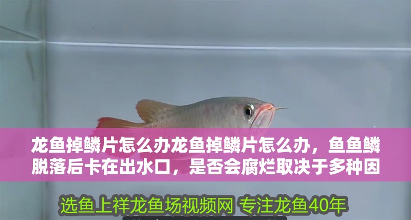 龍魚掉鱗片怎么辦龍魚掉鱗片怎么辦，魚魚鱗脫落后卡在出水口，是否會(huì)腐爛取決于多種因素