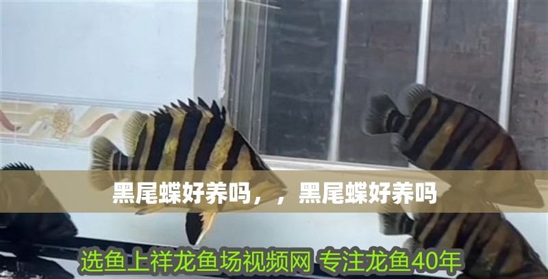 黑尾蝶好養嗎，，黑尾蝶好養嗎 黑尾蝶好養嗎，，黑尾蝶好養嗎 觀賞魚百科 第1張