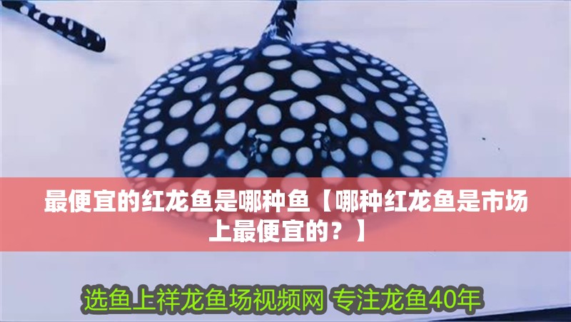 最便宜的紅龍魚是哪種魚【哪種紅龍魚是市場上最便宜的？】