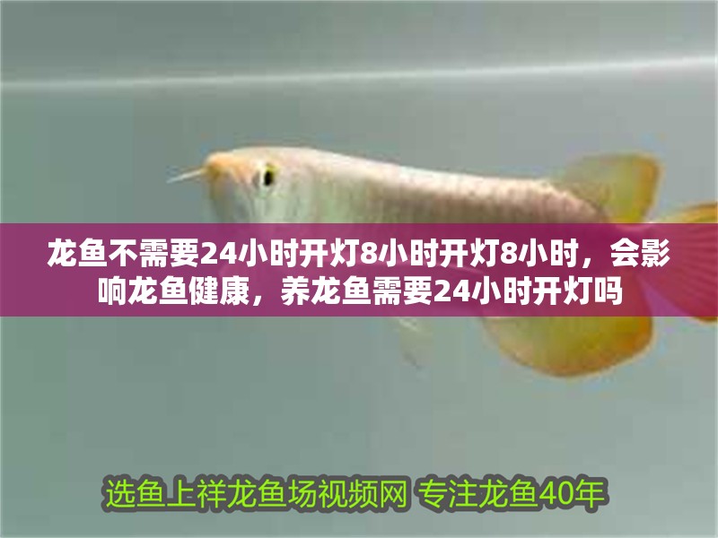 龍魚不需要24小時開燈8小時開燈8小時，會影響龍魚健康，養(yǎng)龍魚需要24小時開燈嗎