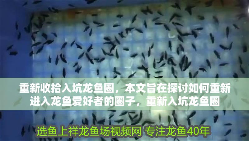重新收拾入坑龍魚圈，本文旨在探討如何重新進入龍魚愛好者的圈子，重新入坑龍魚圈
