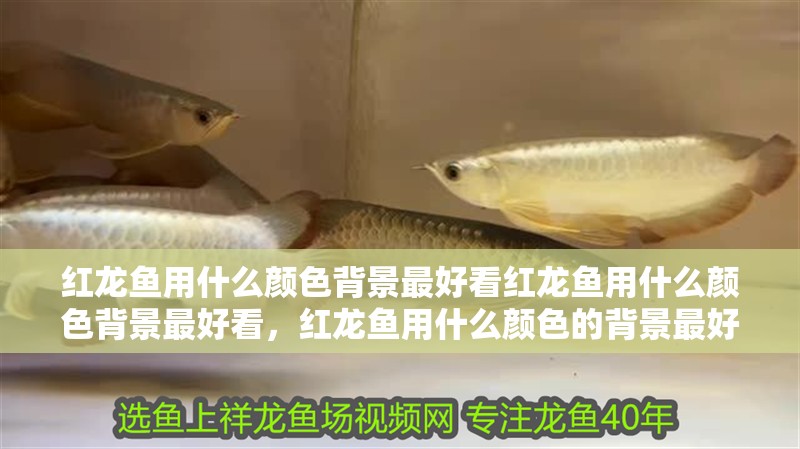 紅龍魚用什么顏色背景最好看紅龍魚用什么顏色背景最好看，紅龍魚用什么顏色的背景最好看 紅龍魚用什么顏色背景最好看紅龍魚用什么顏色背景最好看，紅龍魚用什么顏色的背景最好看 觀賞魚百科