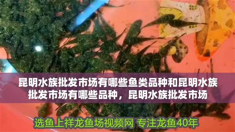 昆明水族批發市場有哪些魚類品種和昆明水族批發市場有哪些品種，昆明水族批發市場