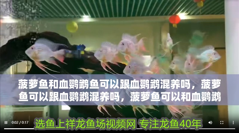 菠蘿魚和血鸚鵡魚可以跟血鸚鵡混養嗎，菠蘿魚可以跟血鸚鵡混養嗎，菠蘿魚可以和血鸚鵡混養嗎