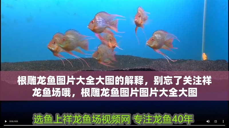 根雕龍魚圖片大全大圖的解釋，別忘了關注祥龍魚場哦，根雕龍魚圖片圖片大全大圖
