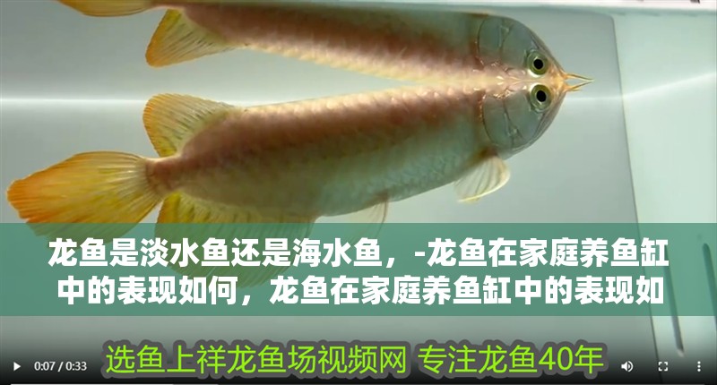 龍魚是淡水魚還是海水魚，-龍魚在家庭養(yǎng)魚缸中的表現(xiàn)如何，龍魚在家庭養(yǎng)魚缸中的表現(xiàn)如何