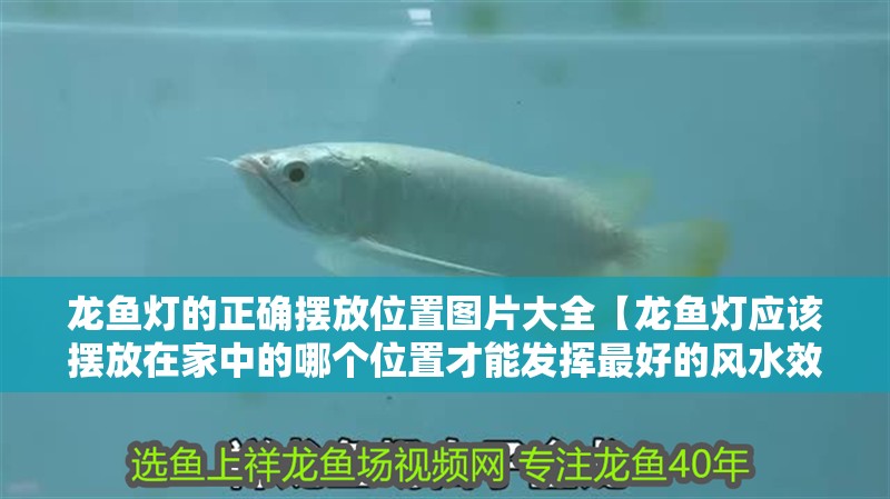 龍魚燈的正確擺放位置圖片大全【龍魚燈應該擺放在家中的哪個位置才能發揮最好的風水效果】