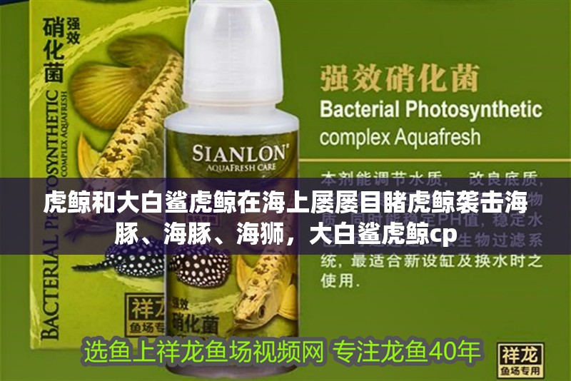 虎鯨和大白鯊虎鯨在海上屢屢目睹虎鯨襲擊海豚、海豚、海獅，大白鯊虎鯨cp