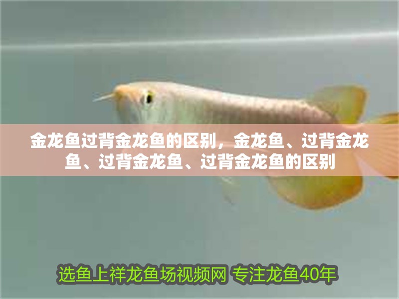 金龍魚過背金龍魚的區別，金龍魚、過背金龍魚、過背金龍魚、過背金龍魚的區別