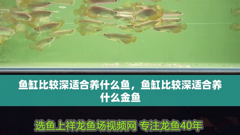 魚缸比較深適合養什么魚，魚缸比較深適合養什么金魚