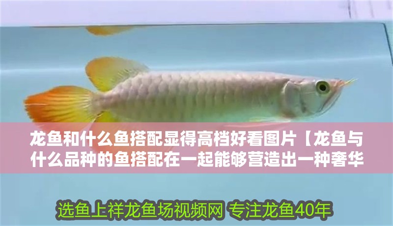 龍魚和什么魚搭配顯得高檔好看圖片【龍魚與什么品種的魚搭配在一起能夠營造出一種奢華的水族館氛圍？】