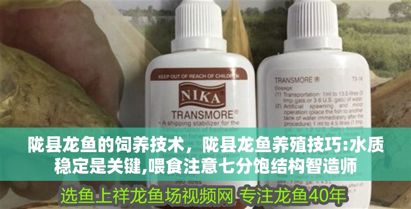 隴縣龍魚的飼養(yǎng)技術(shù)，隴縣龍魚養(yǎng)殖技巧:水質(zhì)穩(wěn)定是關(guān)鍵,喂食注意七分飽結(jié)構(gòu)智造師