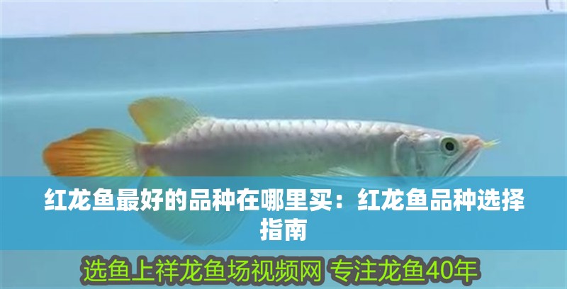 紅龍魚最好的品種在哪里買：紅龍魚品種選擇指南