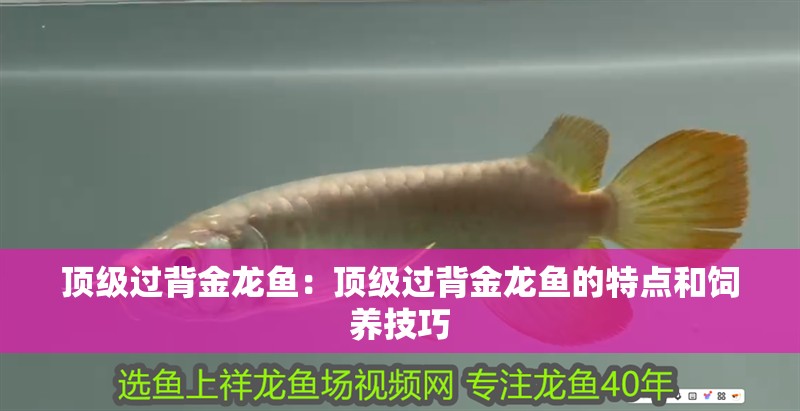 頂級過背金龍魚：頂級過背金龍魚的特點和飼養技巧