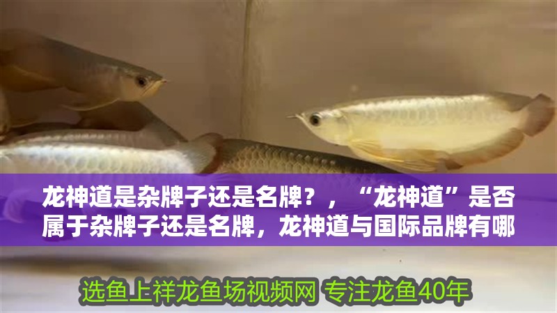 龍神道是雜牌子還是名牌？，“龍神道”是否屬于雜牌子還是名牌，龍神道與國際品牌有哪些優勢