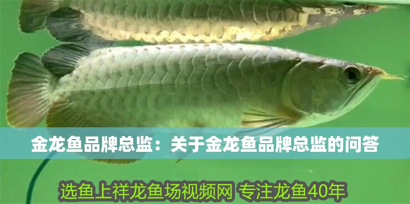 金龍魚品牌總監：關于金龍魚品牌總監的問答